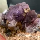 specimen video