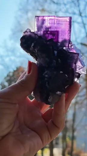 specimen video