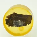 PUTORANITE with MOOIHOEKITE and Cubanite (Polished Section) - image 1