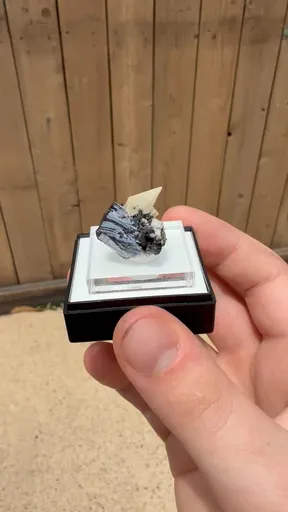 specimen video