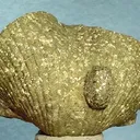Pyrite - image 2
