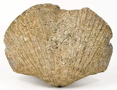 Pyrite image