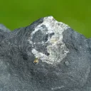 Pyrite 624 grams - Lompret quarry, Lompret, Chimay, Hainaut, Wallonia Belgium - image 6