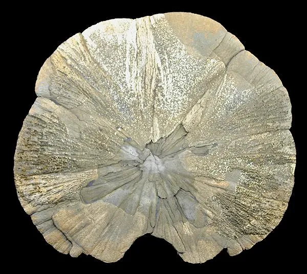 Pyrite - image 2