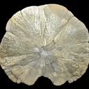 Pyrite - image 2