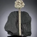 Pyrite after a baculites fossil - image 2