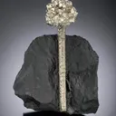 Pyrite after a baculites fossil - image 1