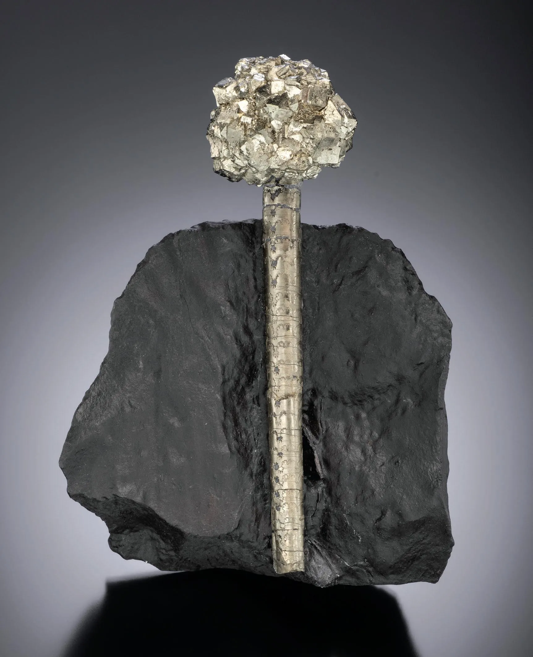 Pyrite after baculite fossil - image 1