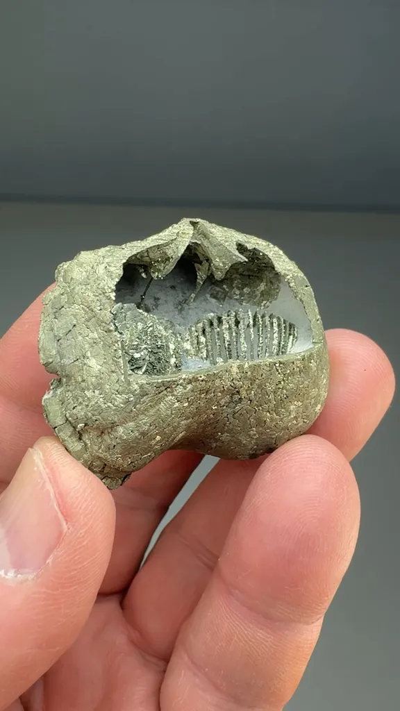 Pyrite after Brachiopod - image 2
