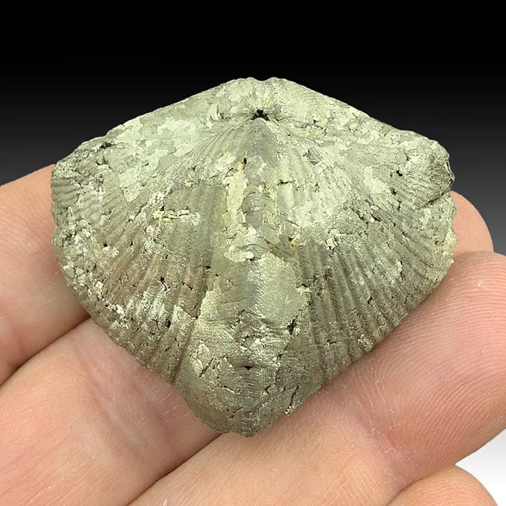 Pyrite after Brachiopod - image 2