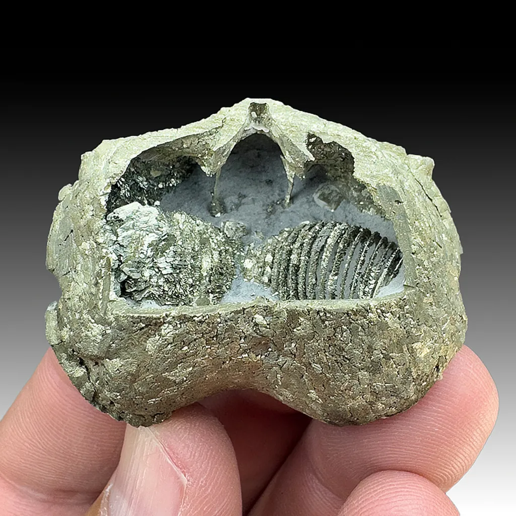 Pyrite after Brachiopod image