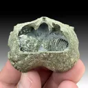 Pyrite after Brachiopod - image 1