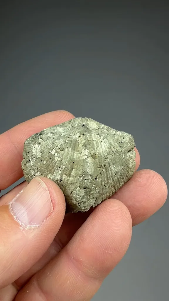 Pyrite after Brachiopod - image 3