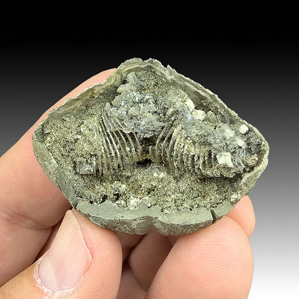 Pyrite after Brachiopod image