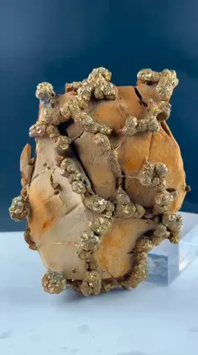 specimen video