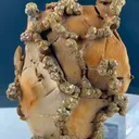 specimen video
