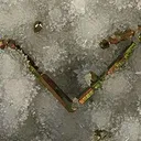 Pyrite (Bar Shaped Crystals) - image 2