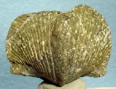 Pyrite image