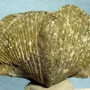 Pyrite - image 1