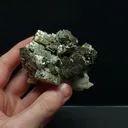 specimen video