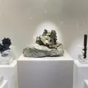 specimen video