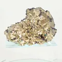 specimen video