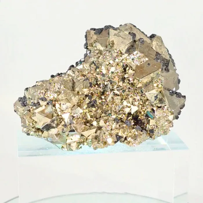 specimen video