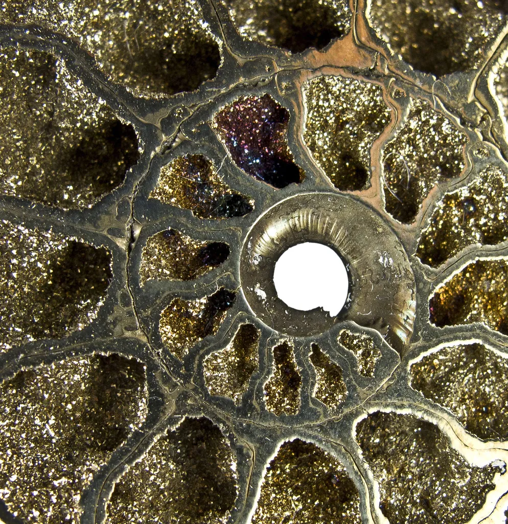 Pyrite in Ammonite Fossil - image 4