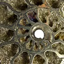 Pyrite in Ammonite Fossil - image 4