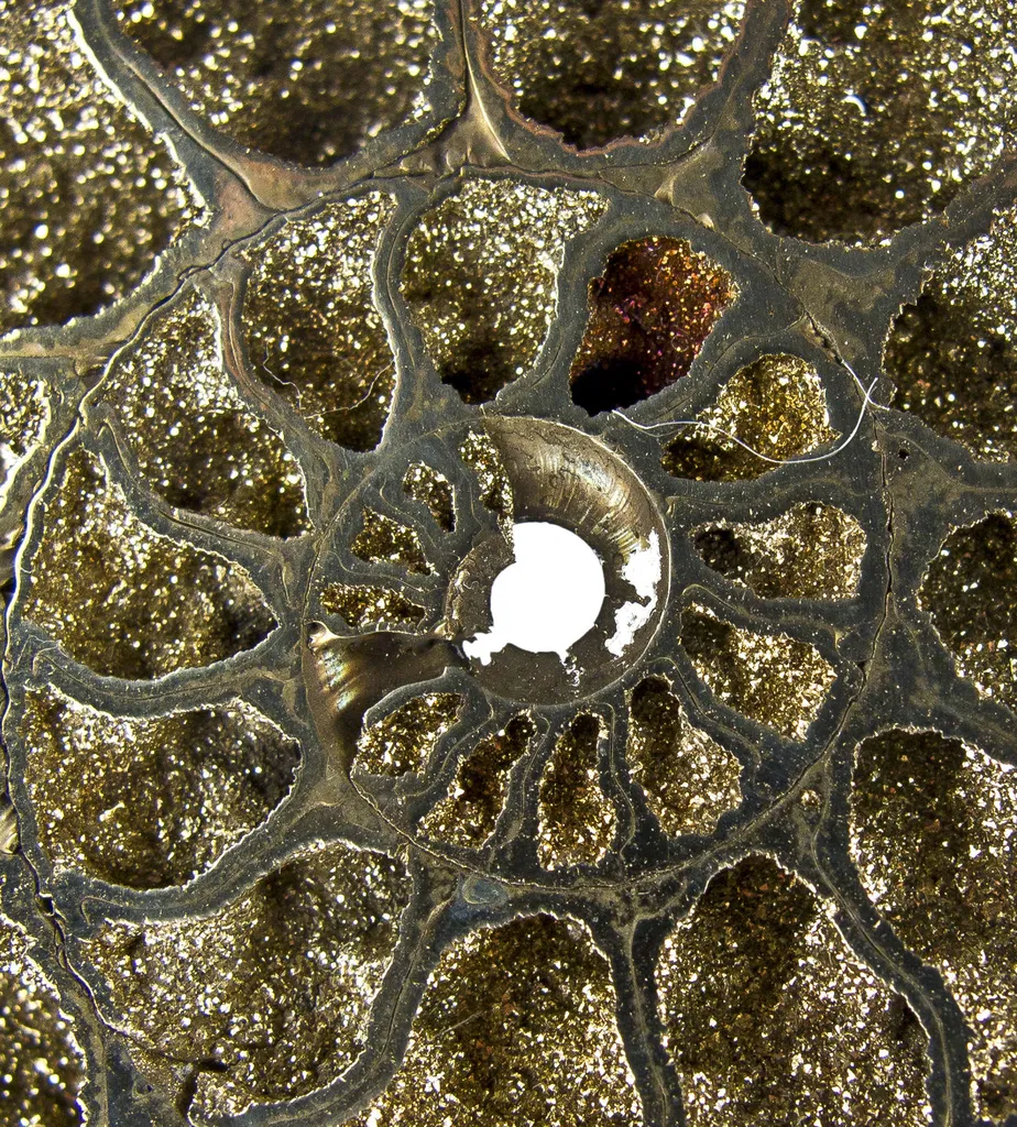 Pyrite in Ammonite Fossil - image 5