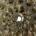Pyrite in Ammonite Fossil - image 5