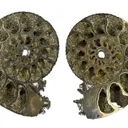 Pyrite in Ammonite Fossil - image 1