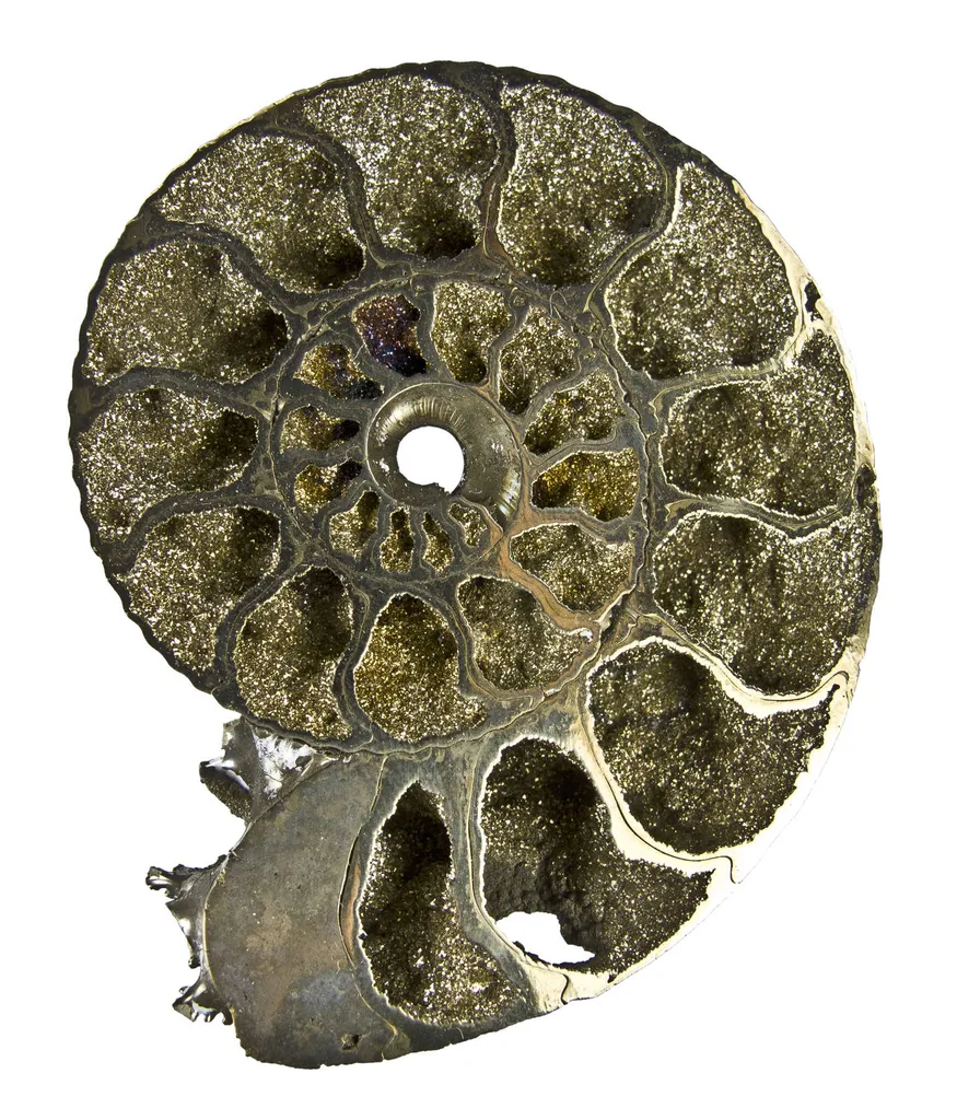 Pyrite in Ammonite Fossil - image 3