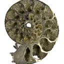 Pyrite in Ammonite Fossil - image 3