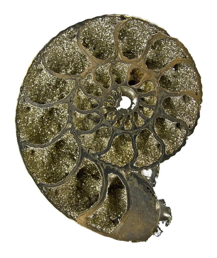Pyrite in Ammonite Fossil - image 2