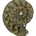 Pyrite in Ammonite Fossil - image 2