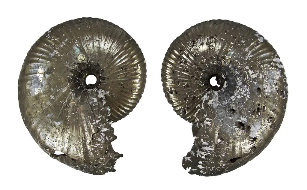 Pyrite in Ammonite Fossil - image 6