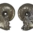 Pyrite in Ammonite Fossil - image 6