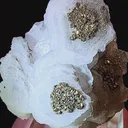 specimen video
