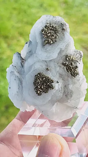 specimen video