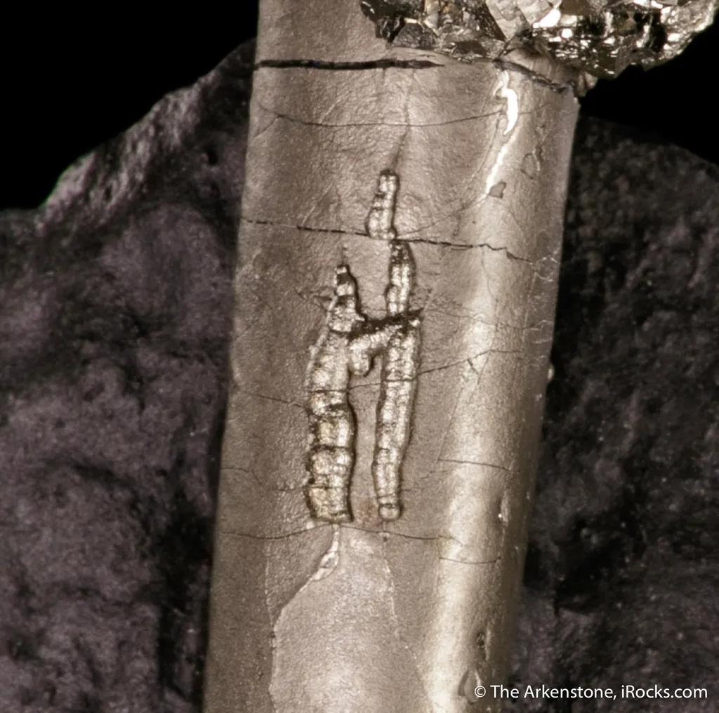 Pyrite on Pyrite ps. Baculites yokayamai - image 5
