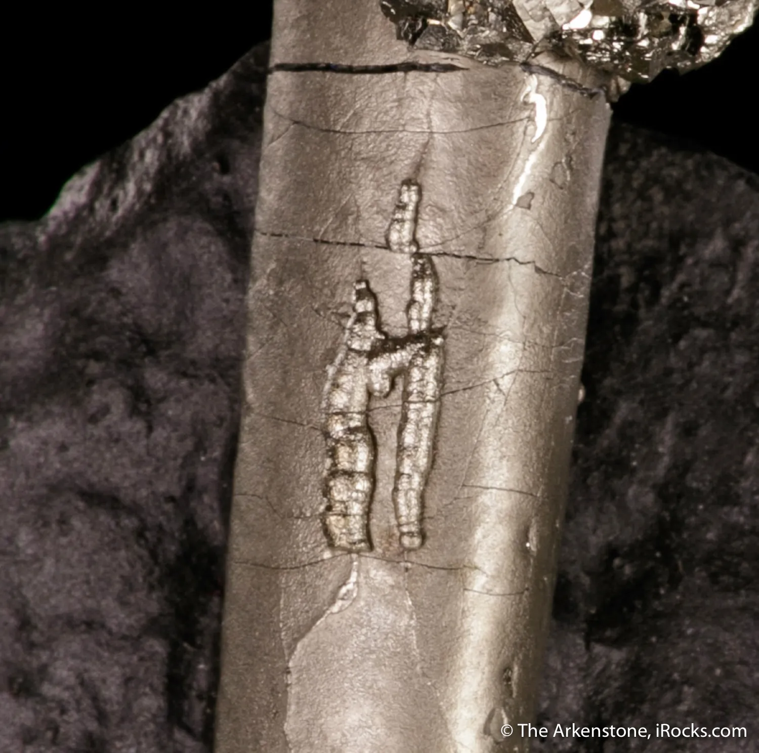 Pyrite on Pyrite ps. Baculites yokayamai - image 5