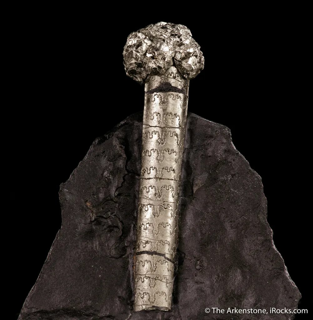Pyrite on Pyrite ps. Baculites yokayamai - image 4