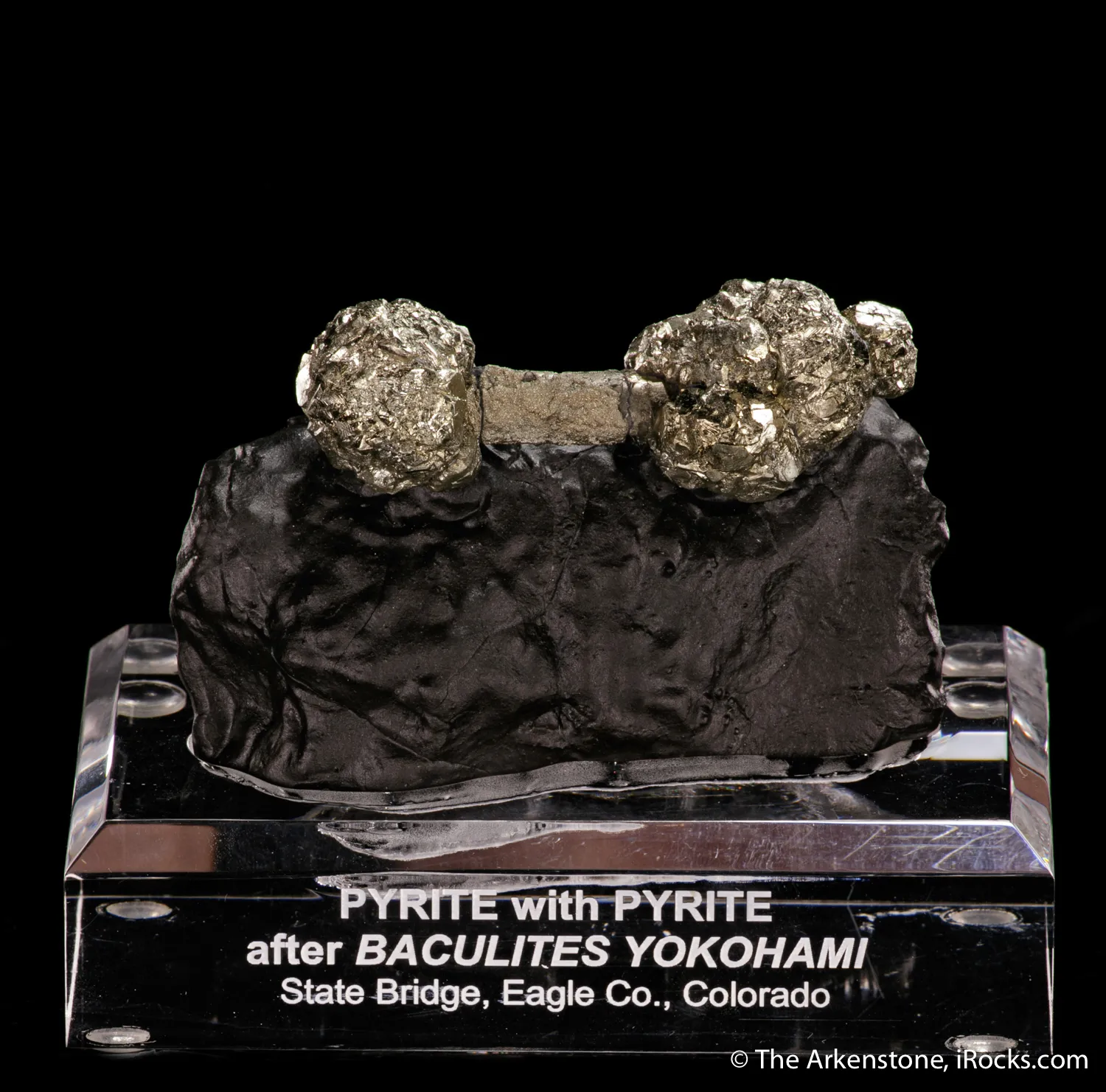 Pyrite on Pyrite ps. Baculites yokayamai - image 1