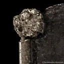 Pyrite on Pyrite ps. Baculites yokayamai - image 5