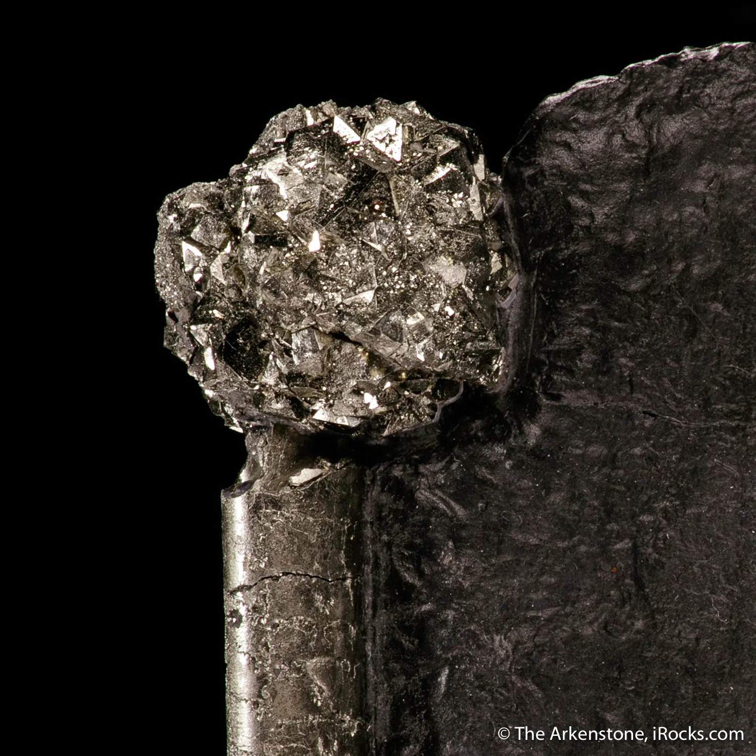 Pyrite on Pyrite ps. Baculites yokayamai - image 5