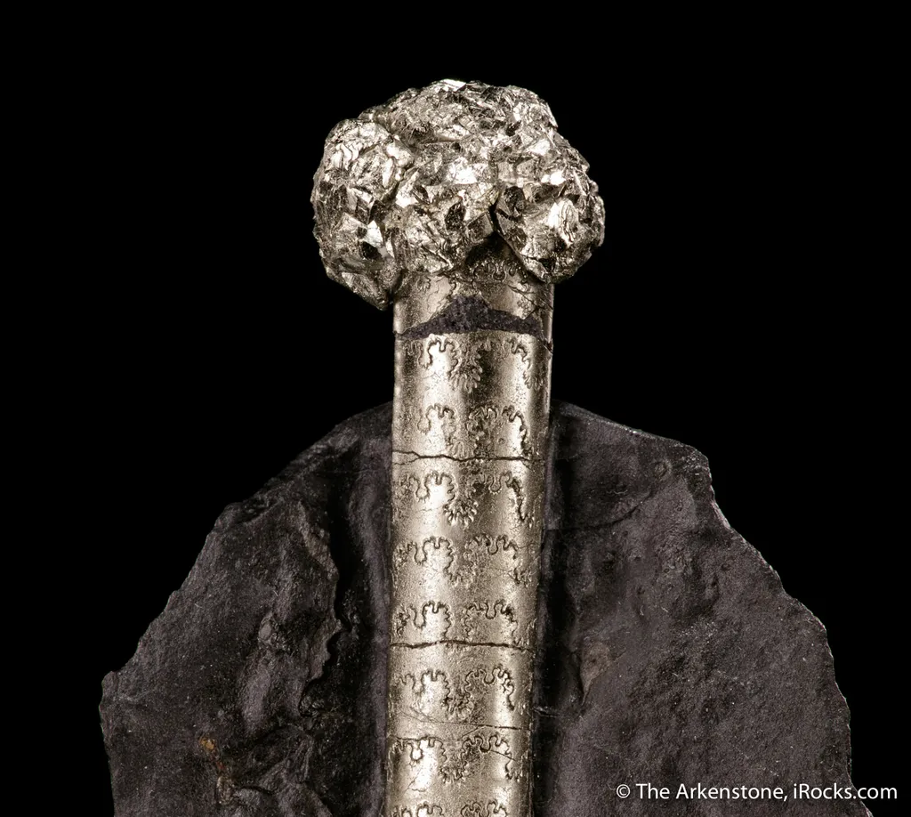 Pyrite on Pyrite ps. Baculites yokayamai - image 3