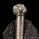 Pyrite on Pyrite ps. Baculites yokayamai - image 3