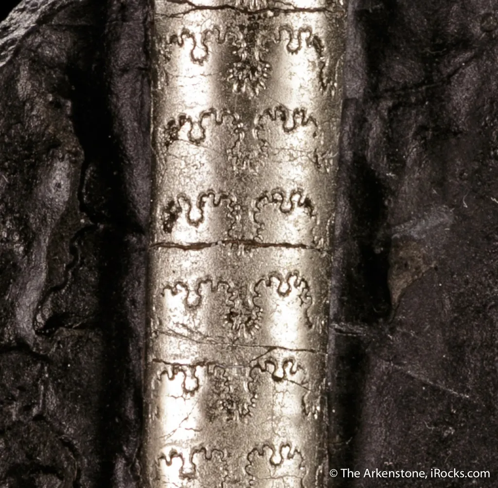Pyrite on Pyrite ps. Baculites yokayamai - image 2