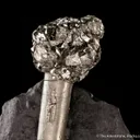 Pyrite on Pyrite ps. Baculites yokayamai - image 4